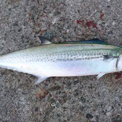 エギングでアオリイカと早朝青物狙い